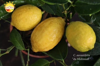 C. aurantifolia du Mohtasseb 11 - 